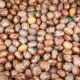 Castor oil seed / castor beans brown on the background - Ricinus communis